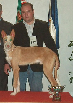 Apolo de la Sierra de Avila.jpg