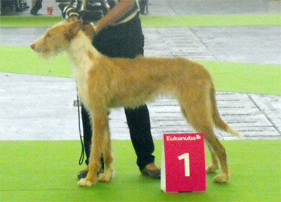 Chelo de la Sierra de Avila.jpg