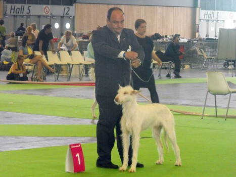 DANDI DE LA SIERRA DE AVILA.jpg