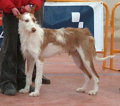 Esclat de la Costa Seros.jpg