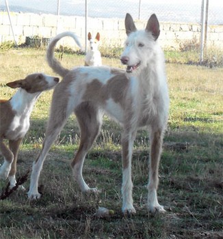 Festa de la Sierra de Avila.jpg