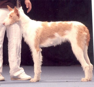 Gala de la Sierra de Avila.jpg