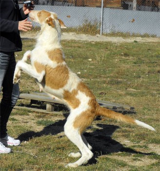 Oliva de la Sierra de Avila.jpg