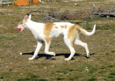 Pili de la Sierra de Avila.jpg